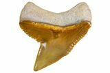 Fossil Tiger Shark (Galeocerdo) Tooth - Bone Valley, Florida #299499-1